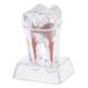 thumbnail image 1 of Soidarity Crystal Base Hard Plastic Tooth Model Molar for Study Teaching cuidado de los oídos, 1 of 1