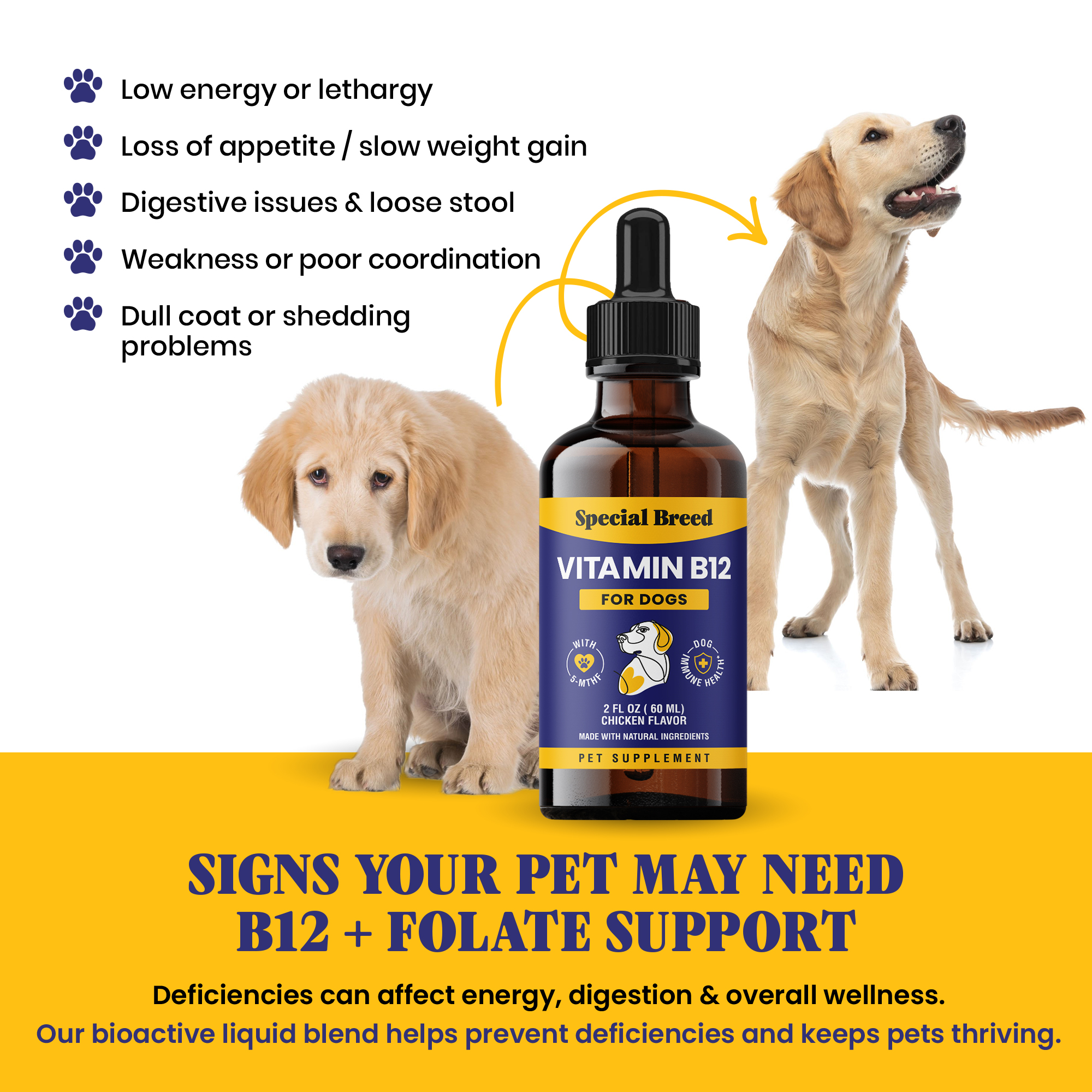 b12 injectable methylcobalamin for dogs Special Breed Liquid Vitamin – and 5-MTHF – Boosts Energy, Appetite, Mood & Immune System Support, Easy-to-Use Dropper WHITENING AND VITAMINS