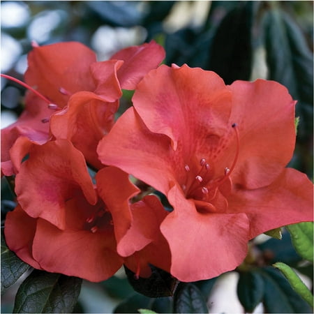 Encore Azalea Autumn Embers| Red Blooms - Live Evergreen (Best Place To Plant Azaleas)