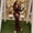 Dark Brown, variant on Women's Gauze Spliced V-Neck Long Sleeve Pleated Hips Wrapped Long Dress, Solid Color