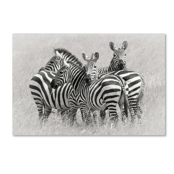 Trademark Fine Art 'Zebras' Canvas Art by Kirill Trubitsyn