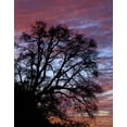 thumbnail image 2 of Terrill, Steve 15x18 White Modern Wood Framed Museum Art Print Titled - OR, Multnomah Co, Silhouette of oak at sunrise, 2 of 4