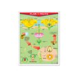 thumbnail image 1 of Póster Flor Y Fruto Educatodo B-0131-I, 1 of 2