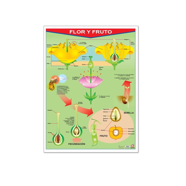 Póster Flor Y Fruto Educatodo B-0131-I