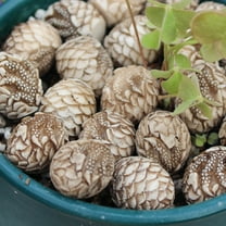 Ckraxd Resin Decorative Stones for Potted Plants 20pcs, Natural Lightweight Garden Landscape Gravel, Fish Tank and Desktop Decor