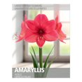 thumbnail image 1 of Amaryllis Adele (1 Bulb), 1 of 2