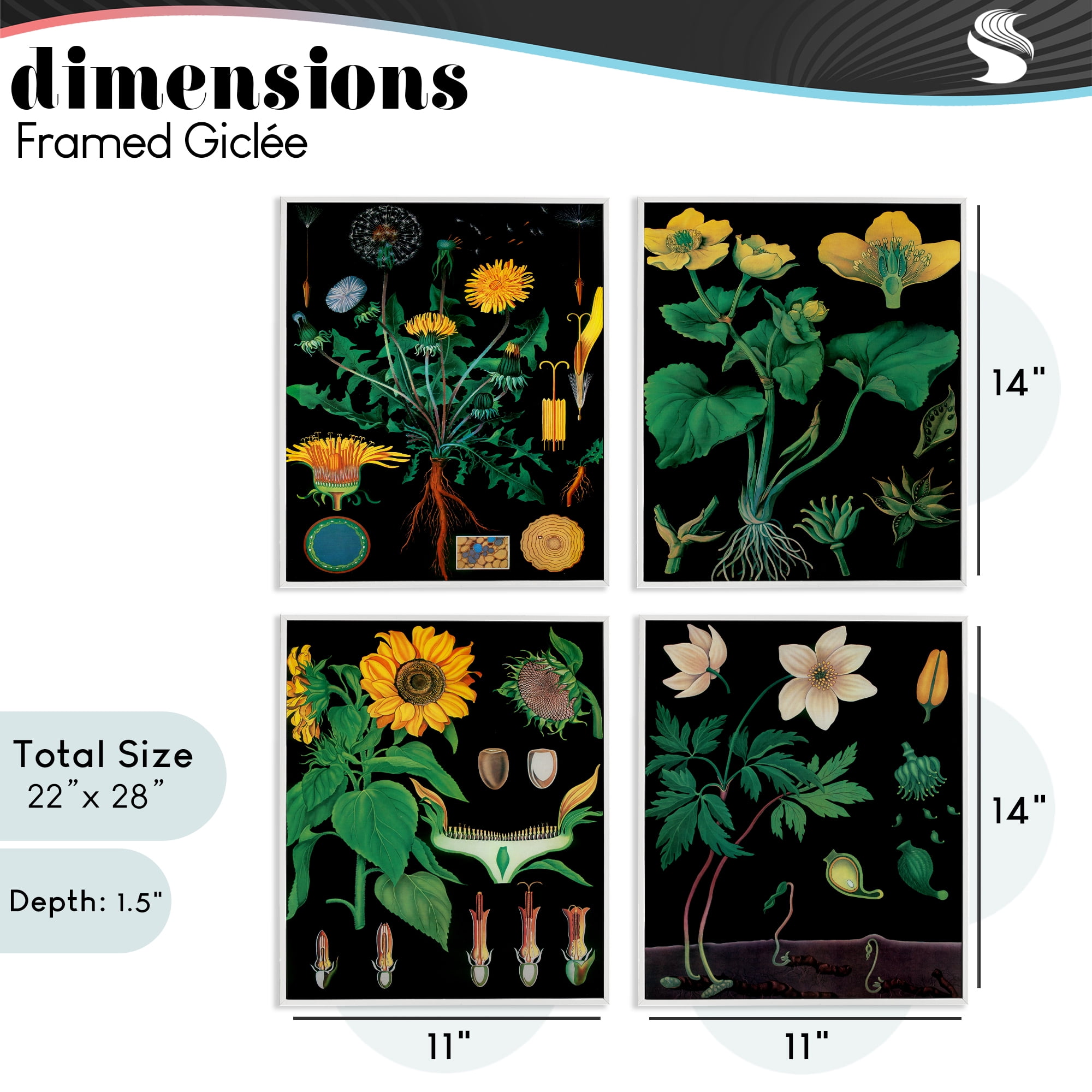 Stupell Industries Botanical Illustrations on Black 4 Piece White Framed Giclee Art Set, design by Vintage Hustle