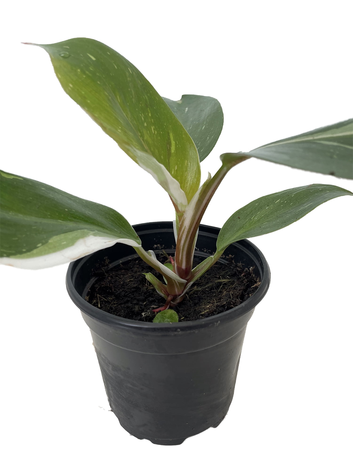pigs ear succulent Cotyledon orbiculata