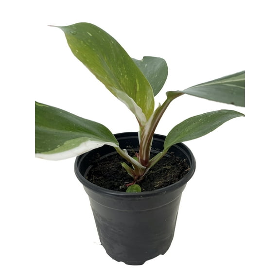 White Knight Philodendron - 4" Pot - Collector's Series