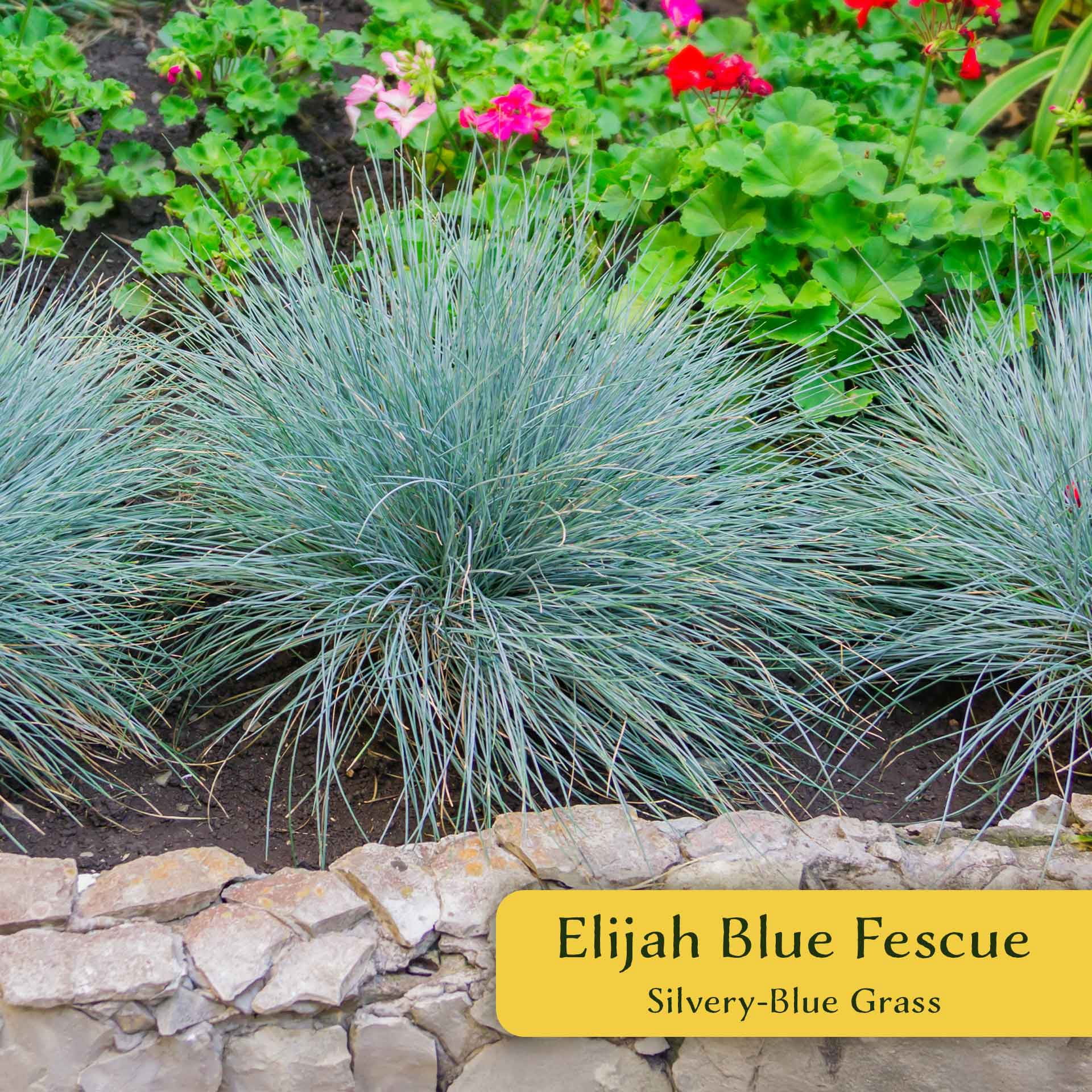 12 Elijah Blue Fescue – Compact Silvery-Blue Evergreen Ornamental Grass for Borders, Edging & Rock Gardens (Festuca ovina ‘Elijah Blue’) in 2.5” Cubes, Live Plants