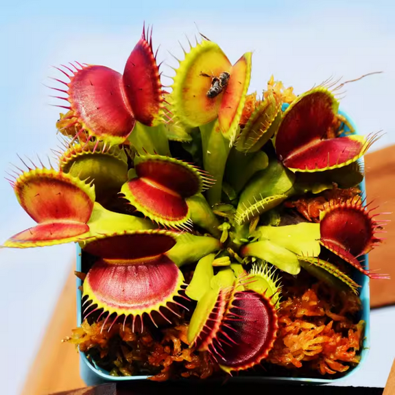2" Pot Red Dragon Venus Flytrap Live Plant - 1 Year Old Dionaea Muscipula Cultivar Plant for Indoor Outdoor Planting, Zones 3 to 9