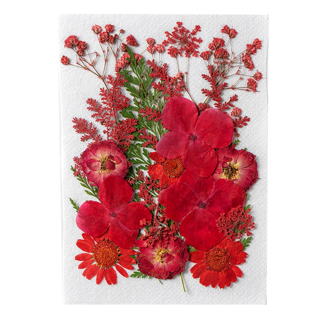 10pcs Dried Plants 3周年記念イベントが