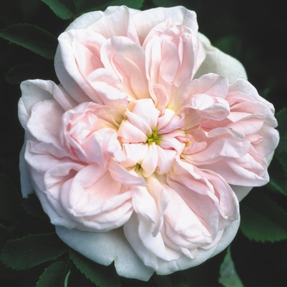 Heirloom Roses - Stanwell Perpetual Shrub Rose Bush