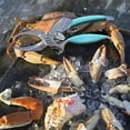 thumbnail image 4 of Toadfish Crab Leg Cracker Tool - Seafood Shell Cracking Tool - Stainless Steel Serrated Cutter - Ergonomic Non-Slip Grip - Built-In Bottle Opener Outfitters, 4 of 7