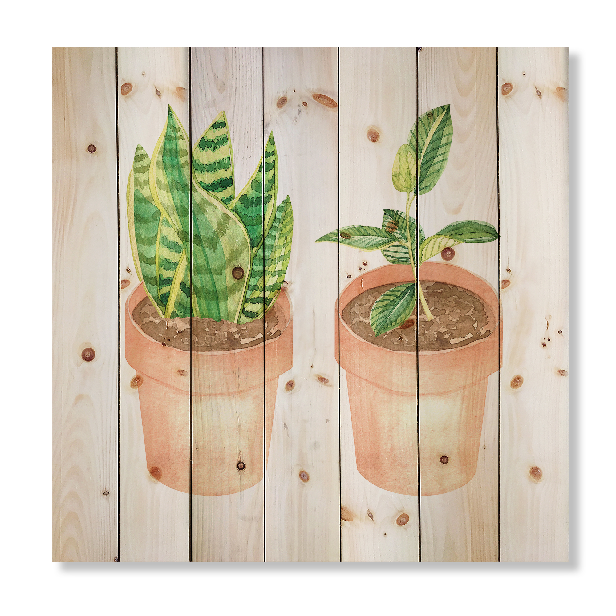 Designart 'Ficus and Sansevieria Indoor Green Home House Plants' Traditional Print on Natural Pine Wood