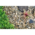 thumbnail image 2 of Pea Stone, 1-Cubic Yard for Garden & Bulk Landscape Projects, 2 of 3