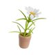 thumbnail image 4 of Flores en maceta en miniatura, planta de casa de muñecas, Mini bonsái, miniplanta en maceta, flores con maceta de cerámica, 4 of 9