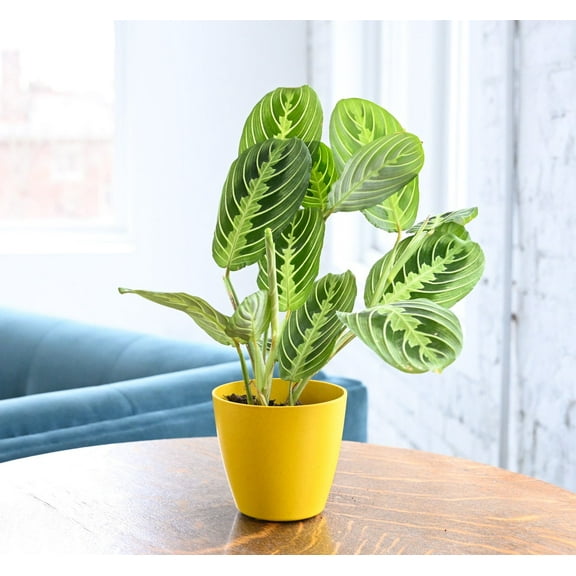 Live Lemon Lime Prayer Plant - 4" Biodegradable Pot - Yellow