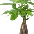 thumbnail image 3 of Arcadia Garden Products Live Money Tree in 4.5" Cork Pot Square, Brown, 3 of 4