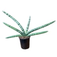 thumbnail image 1 of Planta sansevieria, 1 of 4
