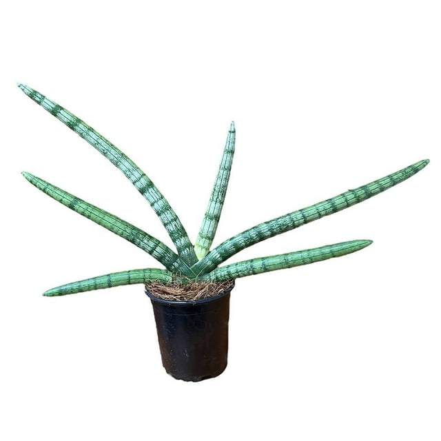 Planta sansevieria