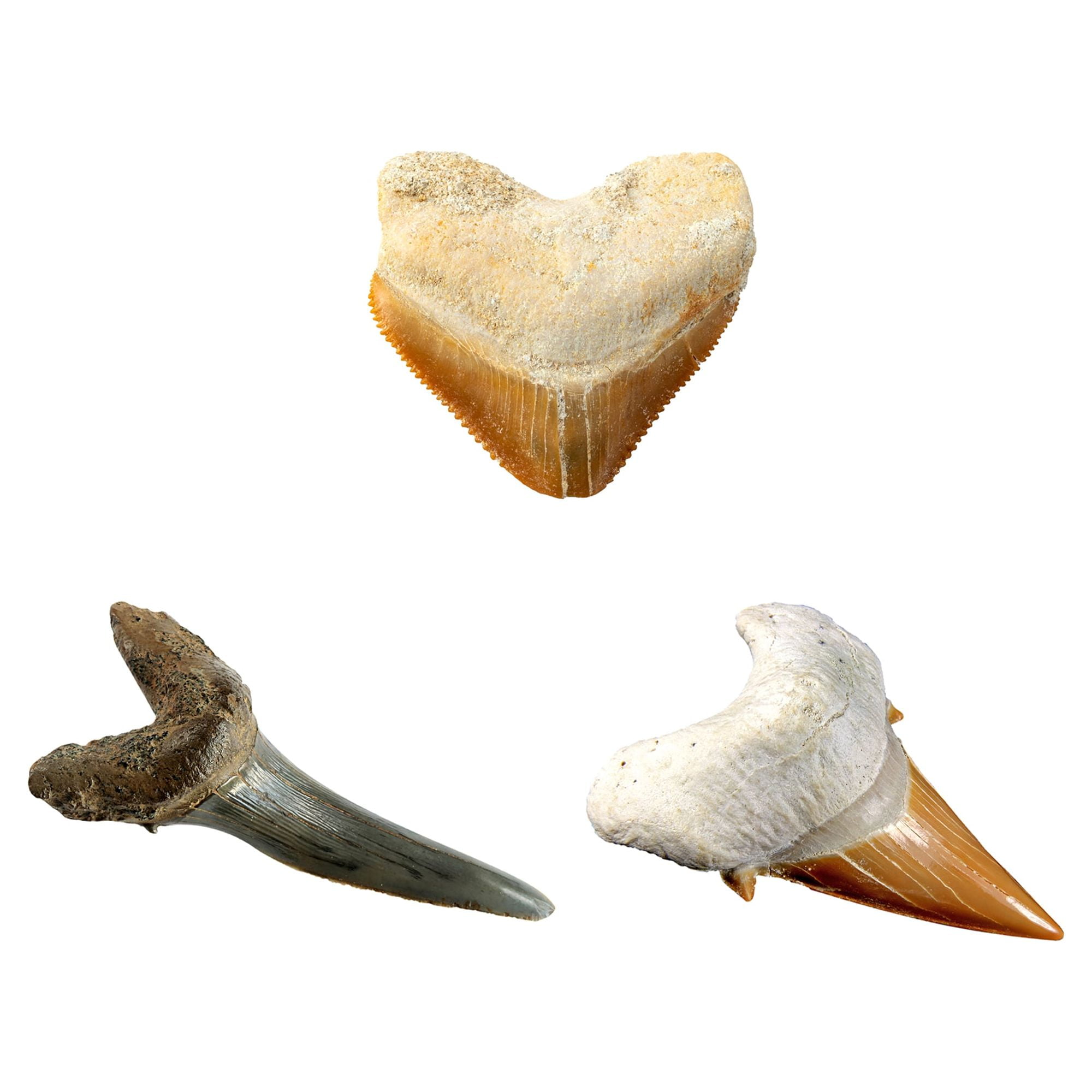National Geographic Shark Tooth Dig Kit Science Set for Children 8 Years and up