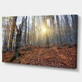thumbnail image 2 of Setting Sun in Dense Fall Forest - Modern Forest Canvas Art, 2 of 4