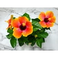 thumbnail image 2 of Tropical Plants of Florida 10" to 14" Fiesta Hibiscus Bush; Colors Include Red, Orange, Yellow, Pink, 2 of 6