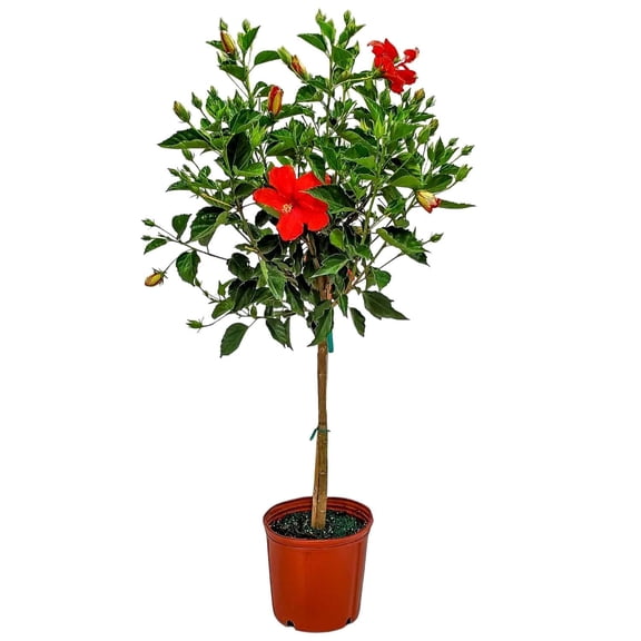 Tropical Plants of Florida 38" to 44" Standard Red Hibiscus Tree Plant; Full Sunlight, Flower Tree