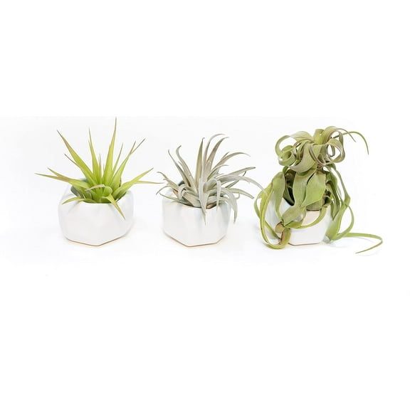 Air Plant Shop White Geometric Holder Sets of 3 with Mixed Air Plants- Wholesale and Bulk - Succulents - Live Tillandsia - Easy Care Indoor and Outdoor House Plants
