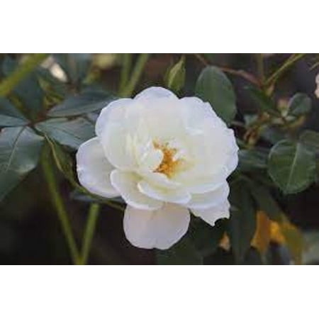 3 Victory White Camellia in 4 inch pots