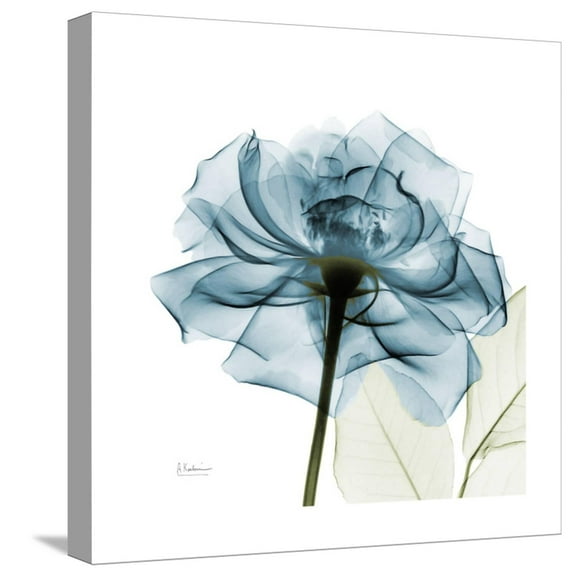 Art.com Teal Rose Stretched Canvas Print Wall Art by Albert Koetsier, 16" x 16"