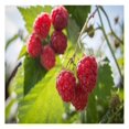 Latham Raspberry 5 Red Raspberry Plants Everbearing Organic Grown