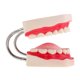 thumbnail image 5 of Modelo de Dientes de Demostración de de ñanza Agrandado 6x + Cepillo de Dientes Sunnimix Herramienta de enseñanza de los dientes, 5 of 7