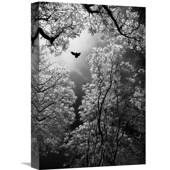 Global Gallery Goran Stamenkovic 'Flight' Canvas Wall Art