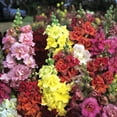 Snapdragon Mix Flowers (200 Seeds) Organic NonGMO Allnatural