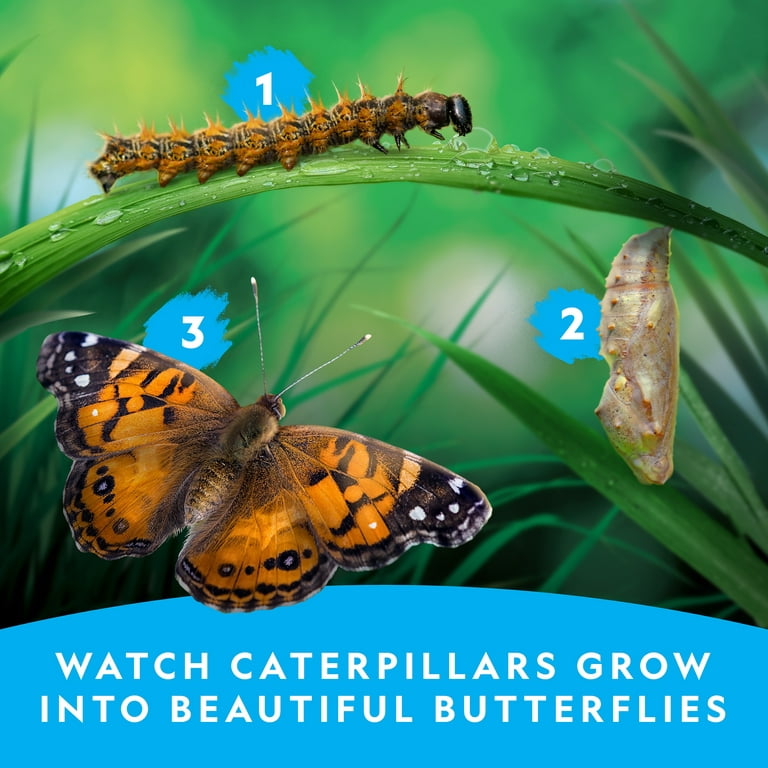 NATIONAL GEOGRAPHIC Butterfly Growing Kit with Voucher to Redeem 5