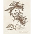 thumbnail image 3 of Unknown 15x18 Black Modern Framed Museum Art Print Titled - Sepia Fern Varieties III, 3 of 5
