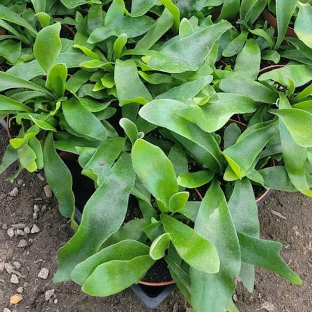 1 Staghorn Fern Plant 4in Pot for Indoor or Outdoor Use