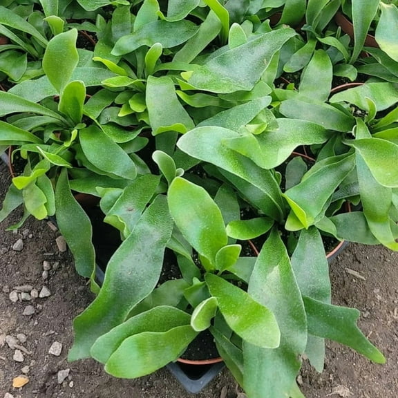 1 Staghorn Fern Plant 4in Pot for Indoor or Outdoor Use