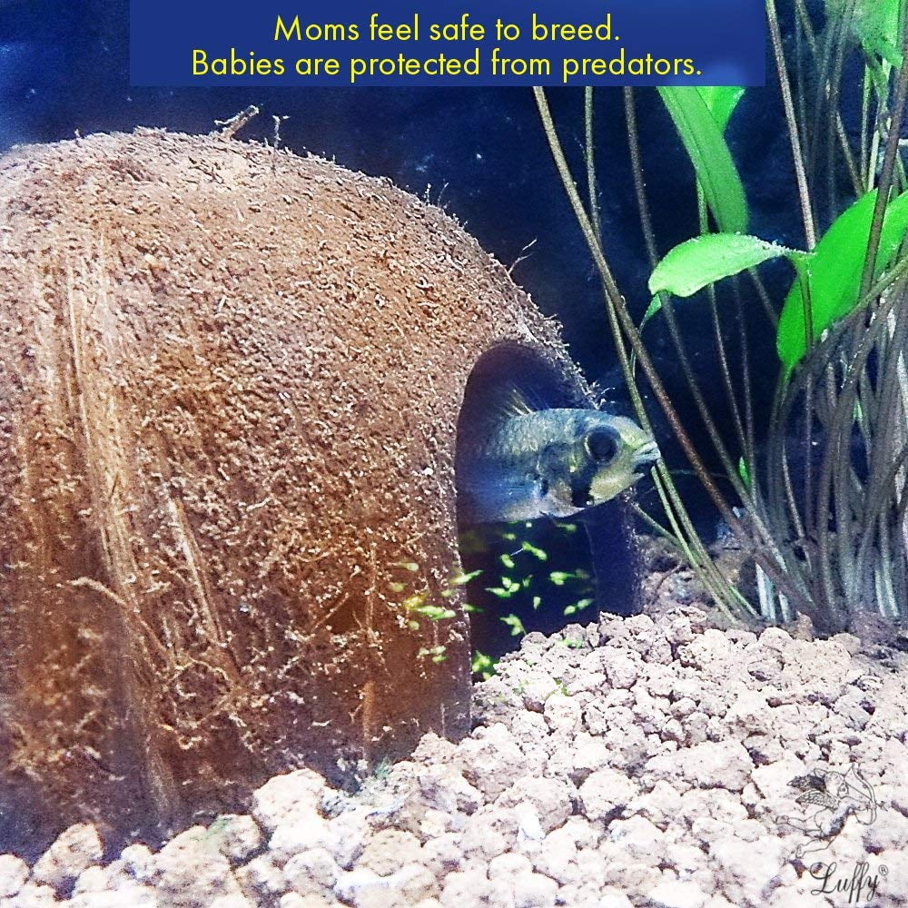 Coconut Shell Huts for Fish, Betta Botanicals – Betta Botanicals