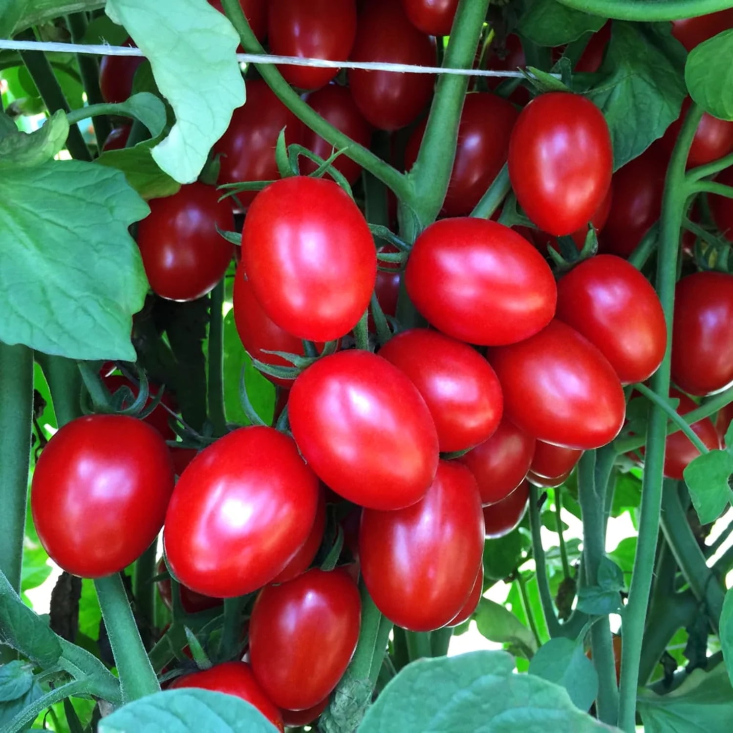 Tomato Seeds - Ruby Crush Variety Tomato Seeds - 10 Seeds -