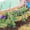 Brown, variant on Plant Stakes 16inch, 20Pcs Natural Bamboo Sticks Garden Stakes, RibRave Plant Support Stakes for Indoor & Outdoor Plants, Orchid Tomato Vegetable Stakes for Garden