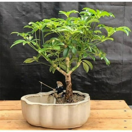 Bonsai Boy b2049 Hawaiian Umbrella Land Tree & Water Pot with Scalloped Edges Arboricola Schefflera Luseanne