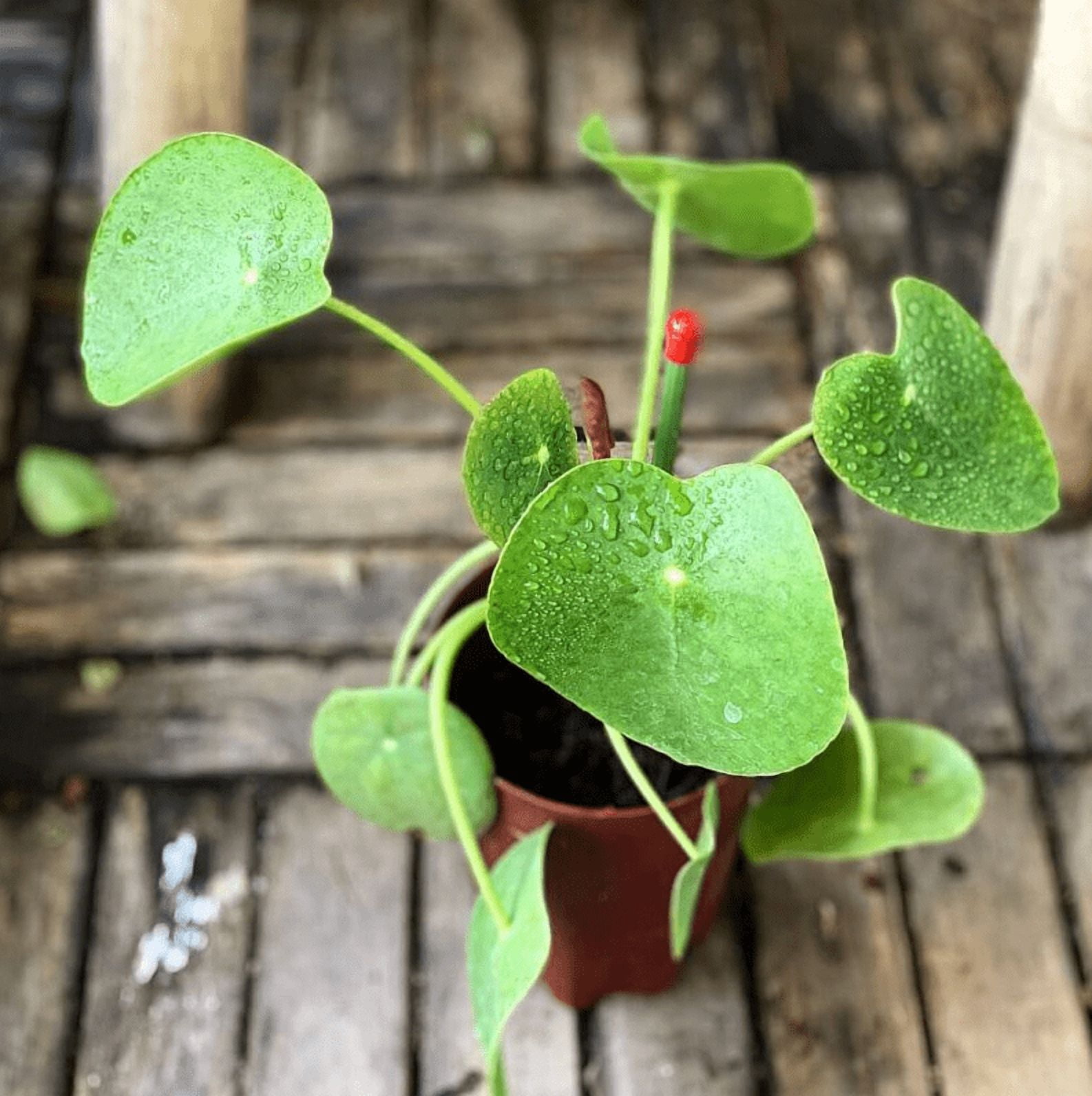 Pilea Peperomioides Plant Live for Planting, Chinese Money Plant in 2 Inc Pot, House Plant for Gardening Outdoors Indoors