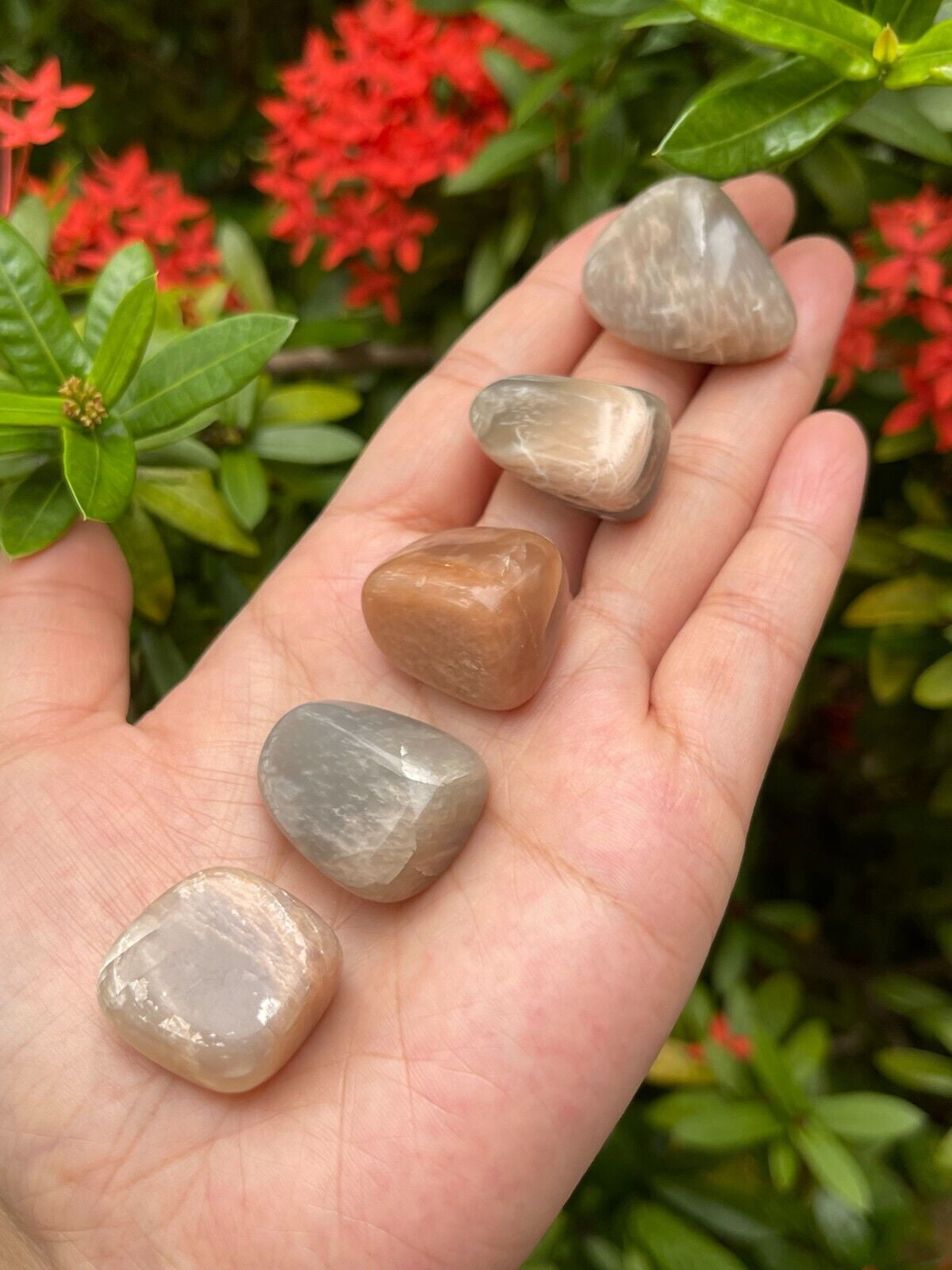 moonstone-multi-tumbled-stones-0-75-1-tumbled-multicolored-moonstone