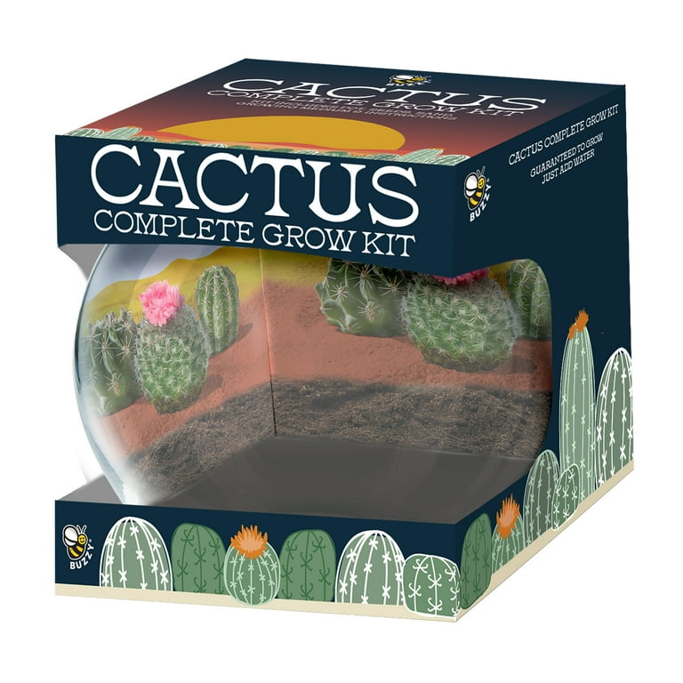 Buzzy Cactus Succulent Garden Terrarium Grow Kit - Walmart.com
