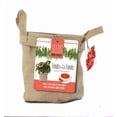 thumbnail image 1 of Graines de tomates Tiny Tim, 1 of 2