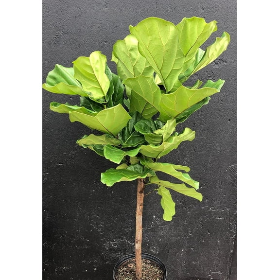Fiddle Leaf Fig Tree - Live Plant in a 10 Inch Pot - Ficus Lyrata - Florist Quality Air Purifying Indoor Plant