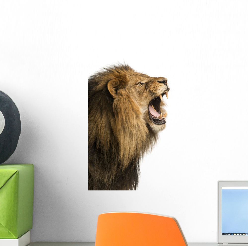 Closeup Lion Roaring White Wall Decal Sticker by Wallmonkeys Vinyl